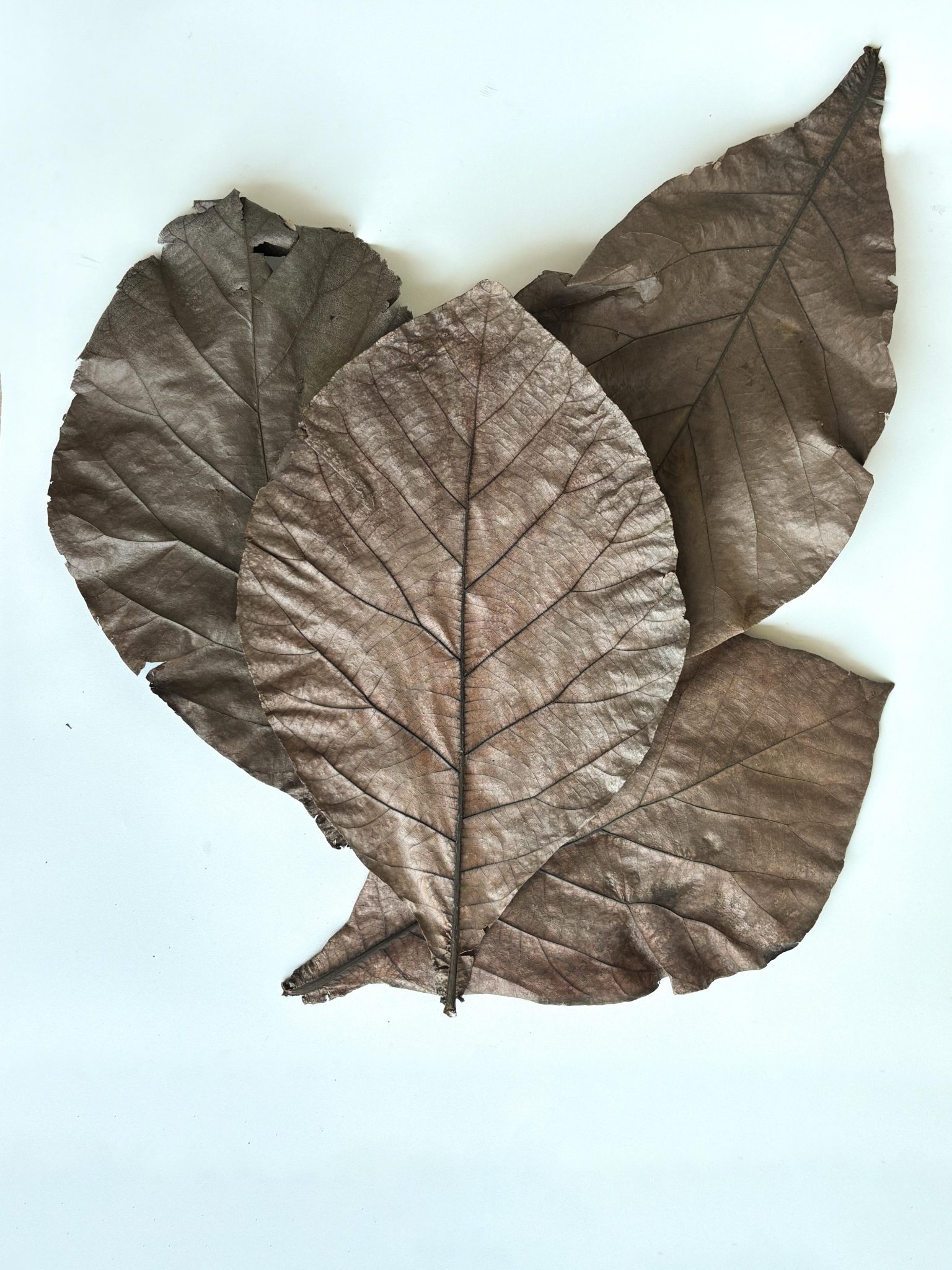 Close-up of dried teak leaves with natural veining and earth tones