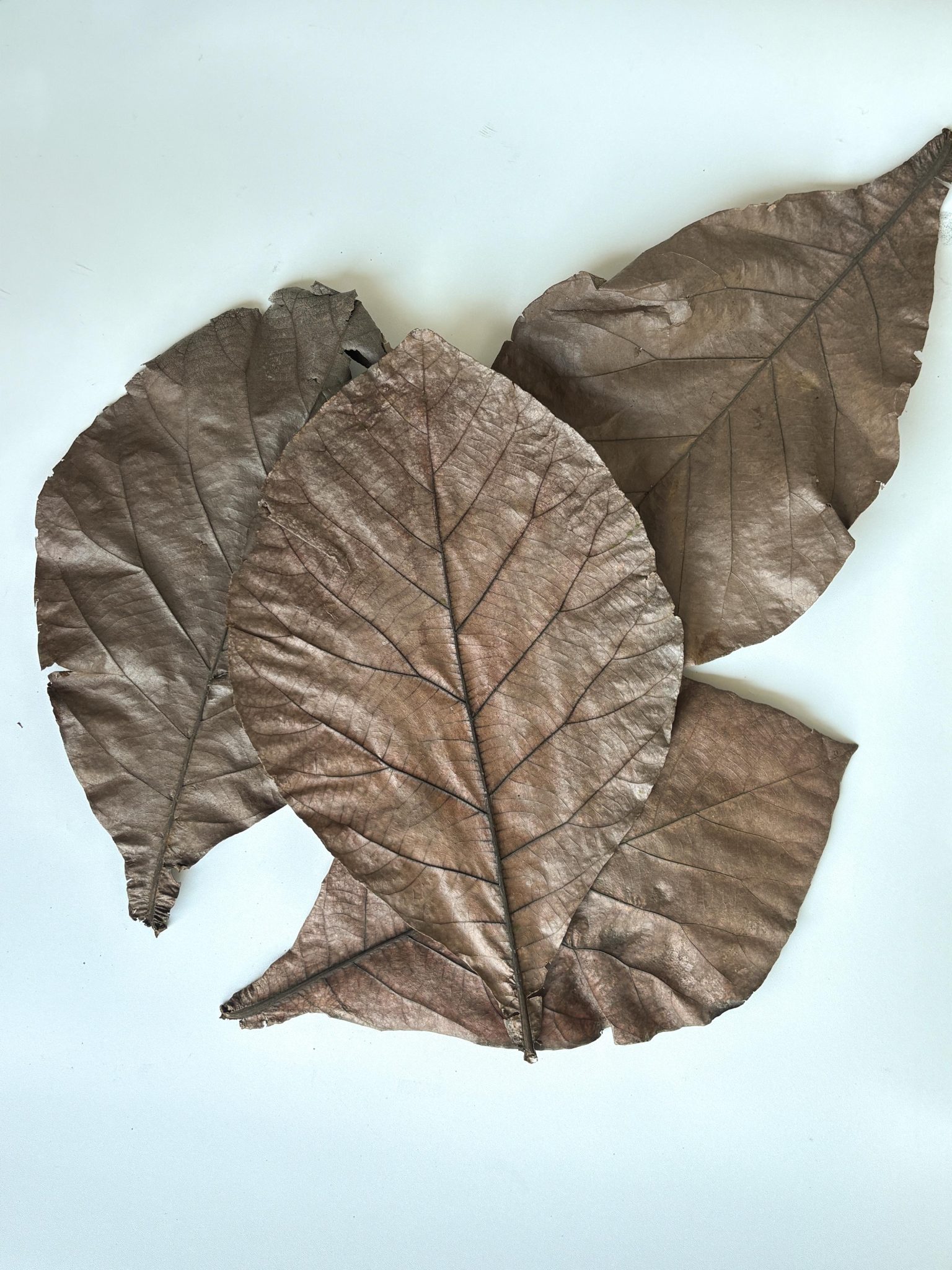 Naturally fallen teak leaves on a forest floor