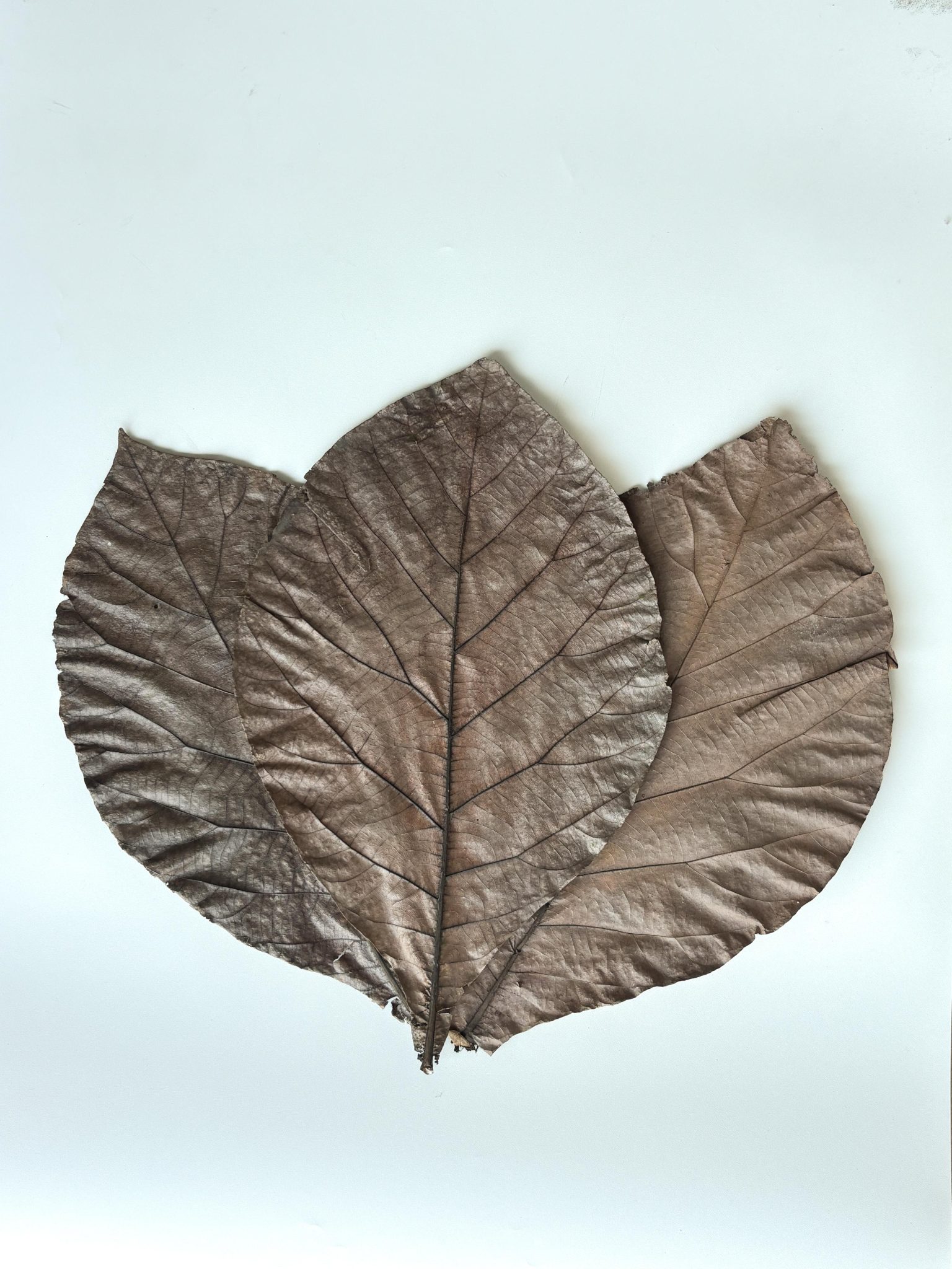 Pressed teak leaves arranged for aquascape layout