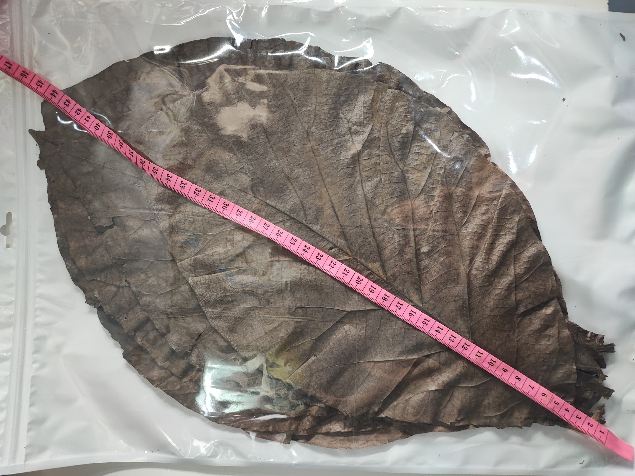 Large dried teak leaves retail pack